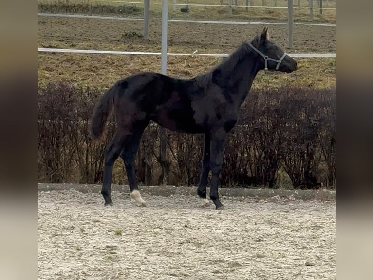 KWPN Semental 1 año 168 cm Negro in Zell an der Pram
