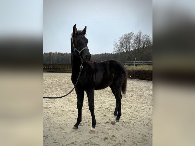 KWPN Semental 1 año 168 cm Negro in Zell an der Pram