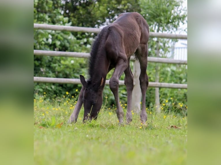 KWPN Semental 1 año 168 cm Negro in Rijnsburg