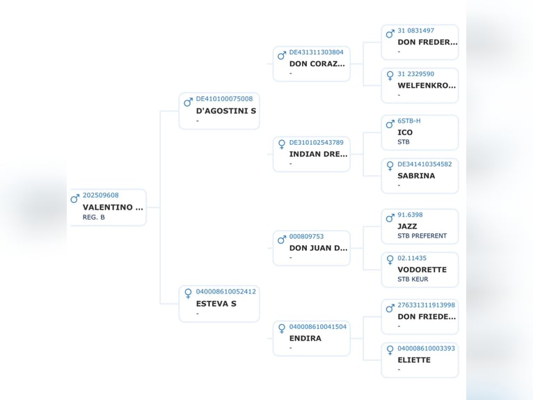 KWPN Semental 1 año 168 cm Negro in Zell an der Pram