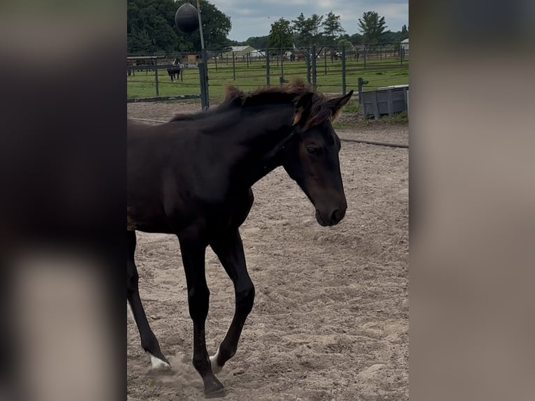 KWPN Semental 1 año 170 cm  in Maasbree