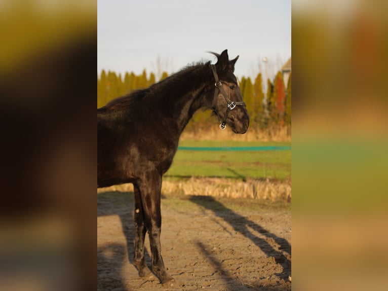 KWPN Semental 1 año 170 cm Negro in Hardinxveld-Giessendam