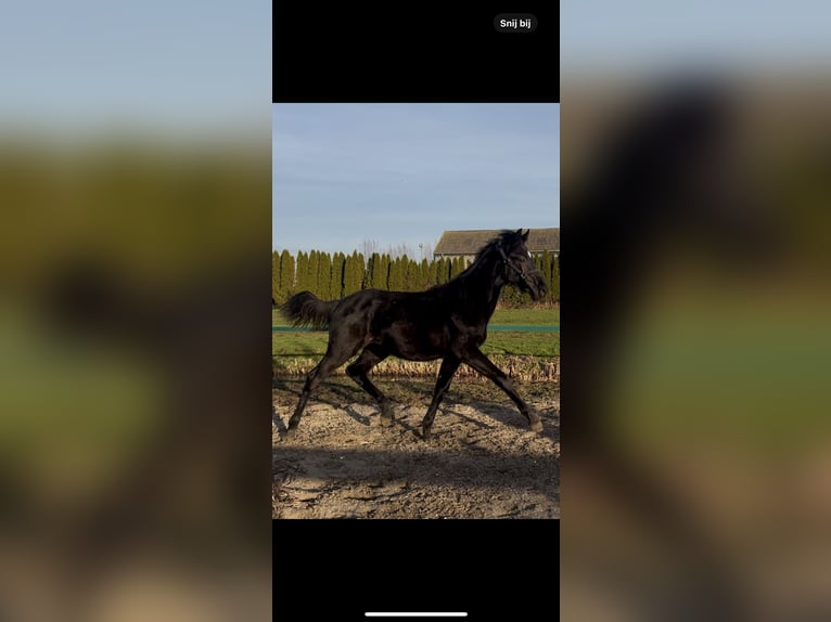 KWPN Semental 1 año 170 cm Negro in Hardinxveld-Giessendam