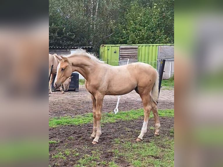 KWPN Semental 1 año 170 cm Palomino in Klijndijk