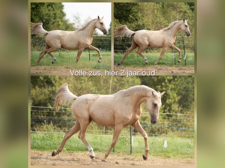 KWPN Semental 1 año 170 cm Palomino in Klijndijk