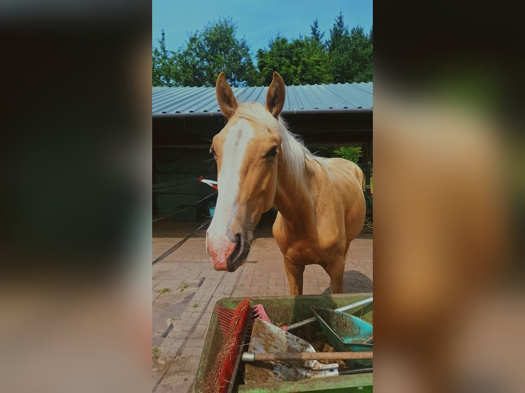 KWPN Semental 1 año 170 cm Palomino in Klijndijk
