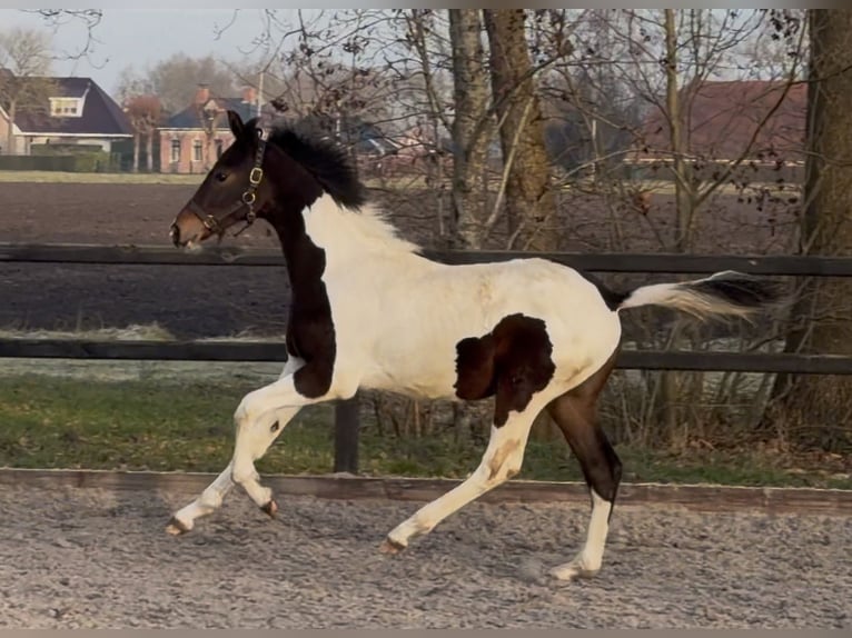 KWPN Semental 1 año 170 cm Pío in Siddeburen