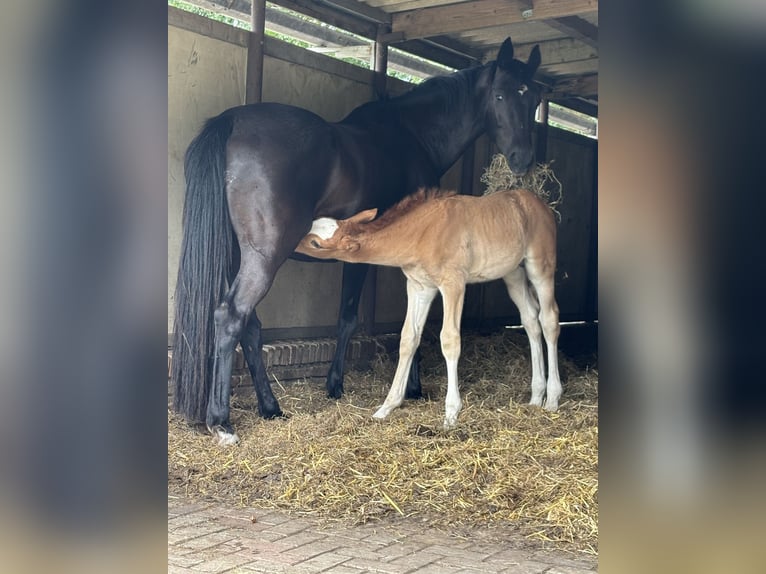 KWPN Semental 1 año 175 cm Alazán in Maasbree