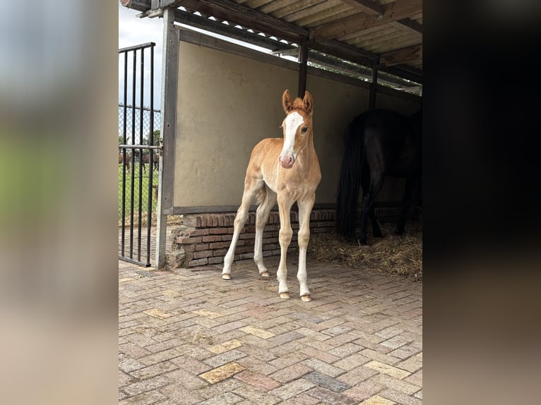 KWPN Semental 1 año 175 cm Alazán in Maasbree