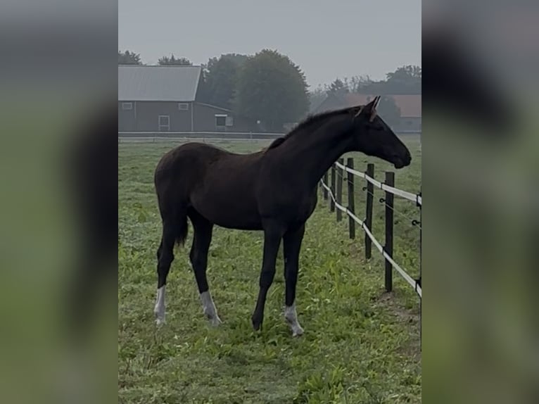 KWPN Semental 1 año 175 cm Alazán-tostado in Maasbree