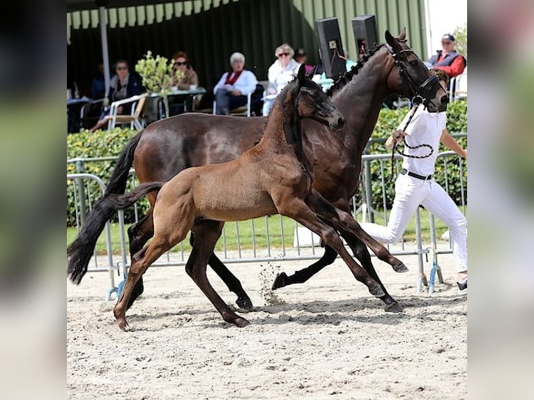 KWPN Semental 1 año Negro in Koewacht