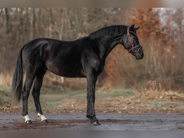 KWPN Semental 2 años 163 cm Negro in Windhagen