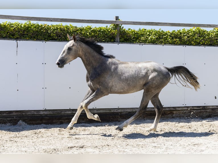 KWPN Semental 2 años 164 cm Tordo rodado in Waddinxveen