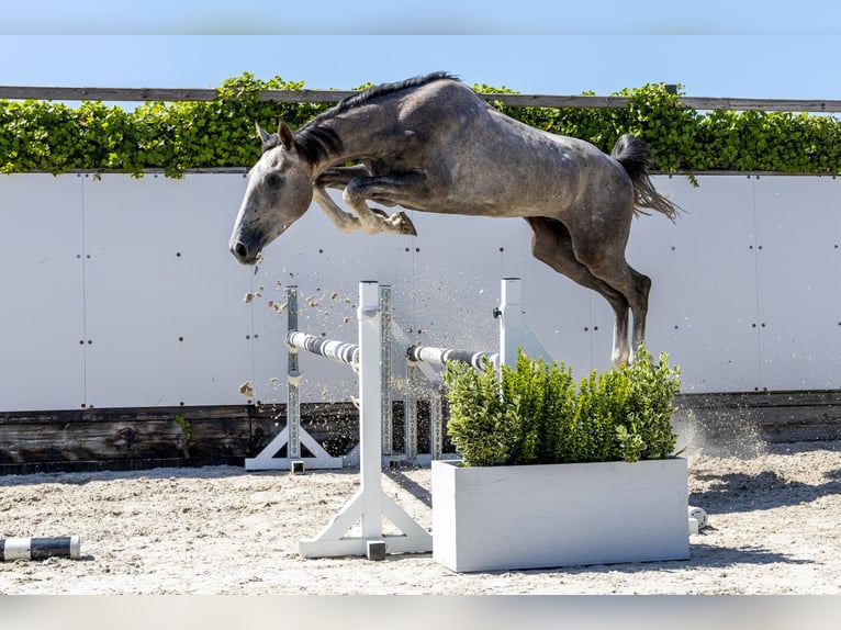 KWPN Semental 2 años 164 cm Tordo rodado in Waddinxveen