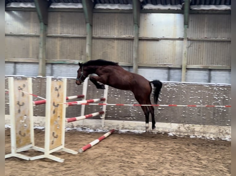 KWPN Semental 2 años 165 cm Castaño oscuro in Isterberg