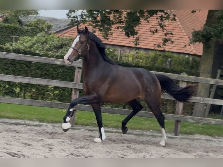 KWPN Semental 2 años 165 cm Morcillo in Moergestel