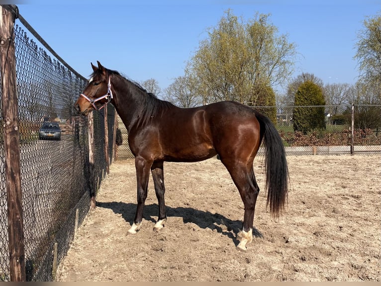 KWPN Semental 2 años 166 cm Castaño oscuro in Noordscheschut