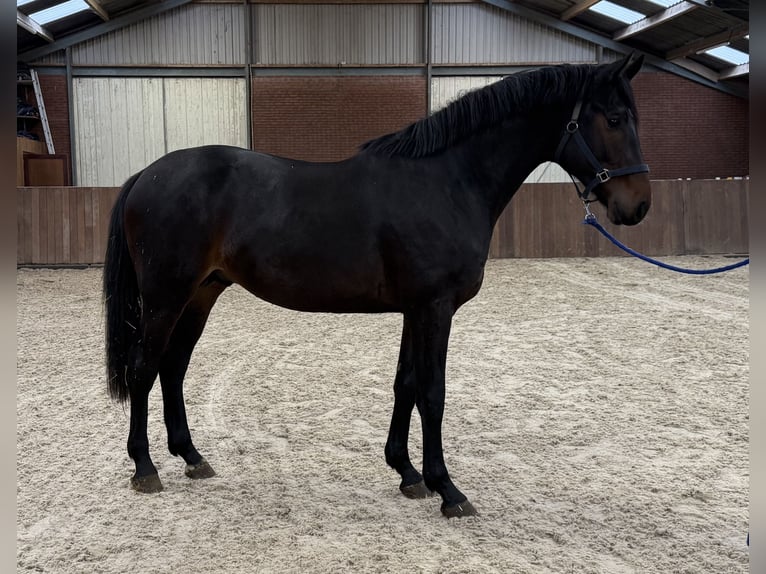 KWPN Semental 2 años 168 cm Castaño oscuro in Zieuwent