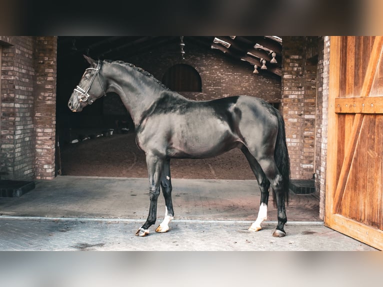 KWPN Semental 2 años 168 cm Negro in Hapert