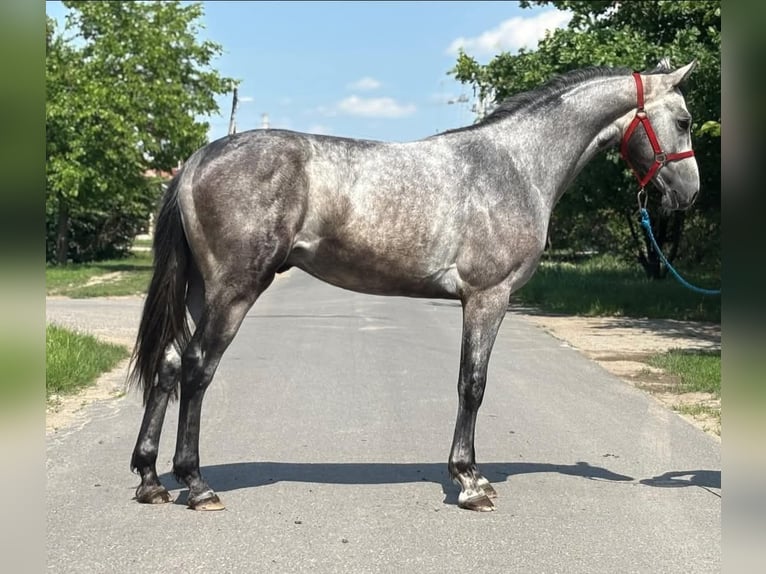 KWPN Semental 2 años 170 cm Tordo in B&#xE9;k&#xE9;s