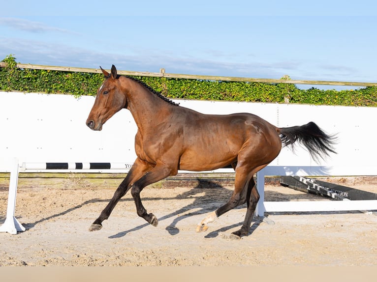 KWPN Semental 2 años 174 cm Castaño in Waddinxveen