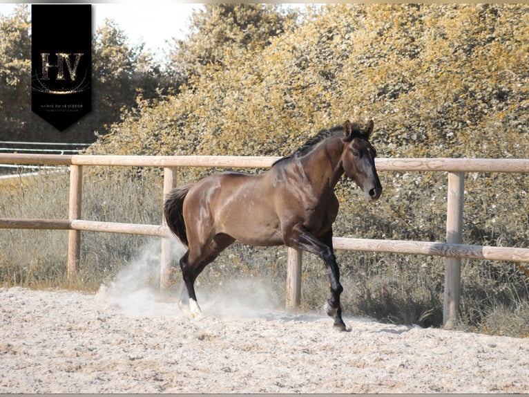 KWPN Semental 2 años Grullo in Marly-sous-Issy