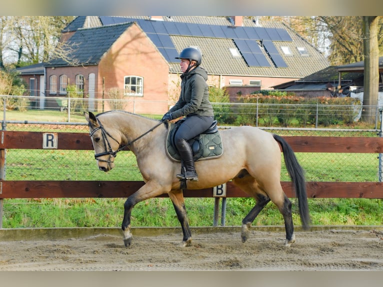 KWPN Mestizo Semental 3 años 148 cm Buckskin/Bayo in Oss