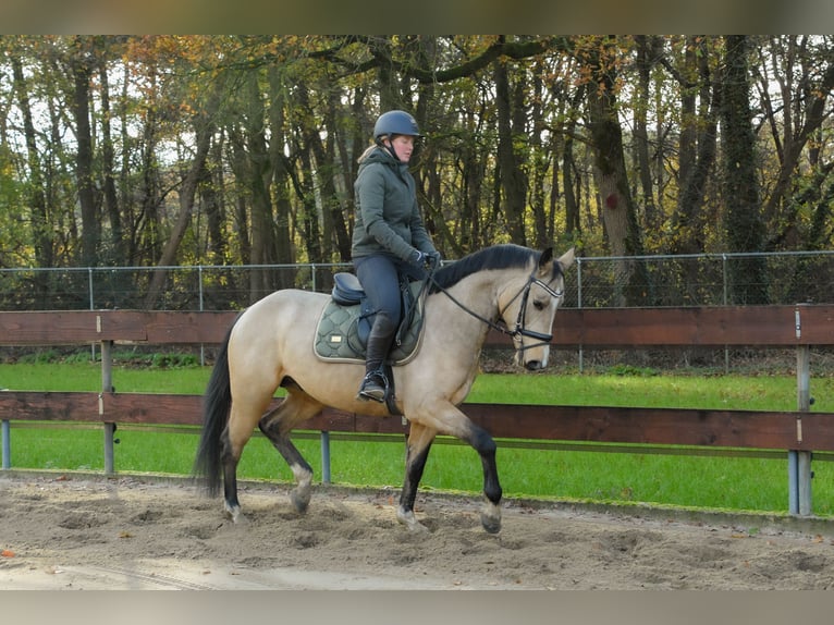 KWPN Mestizo Semental 3 años 148 cm Buckskin/Bayo in Oss