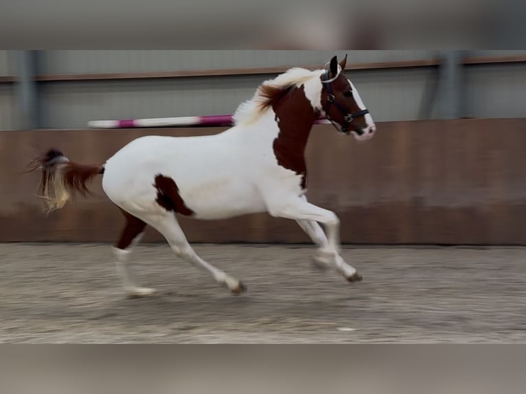 KWPN Semental 3 años 160 cm Pío in Zieuwent