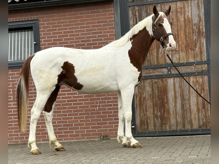 KWPN Semental 3 años 160 cm Pío in Zieuwent