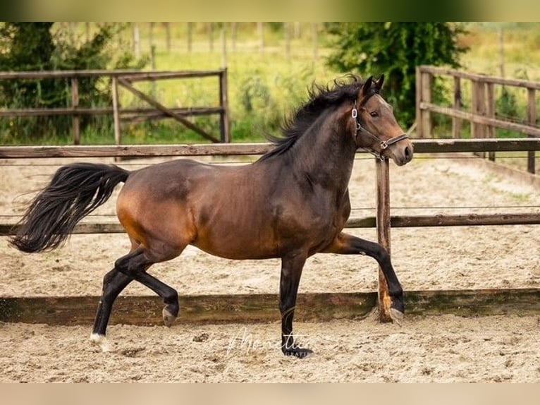 KWPN Semental 3 años 162 cm Castaño in Nieuw-Vennep