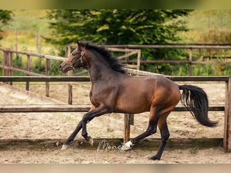 KWPN Semental 3 años 162 cm Castaño in Nieuw-Vennep