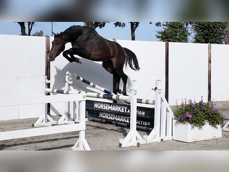 KWPN Semental 3 años 162 cm Castaño oscuro in Waddinxveen
