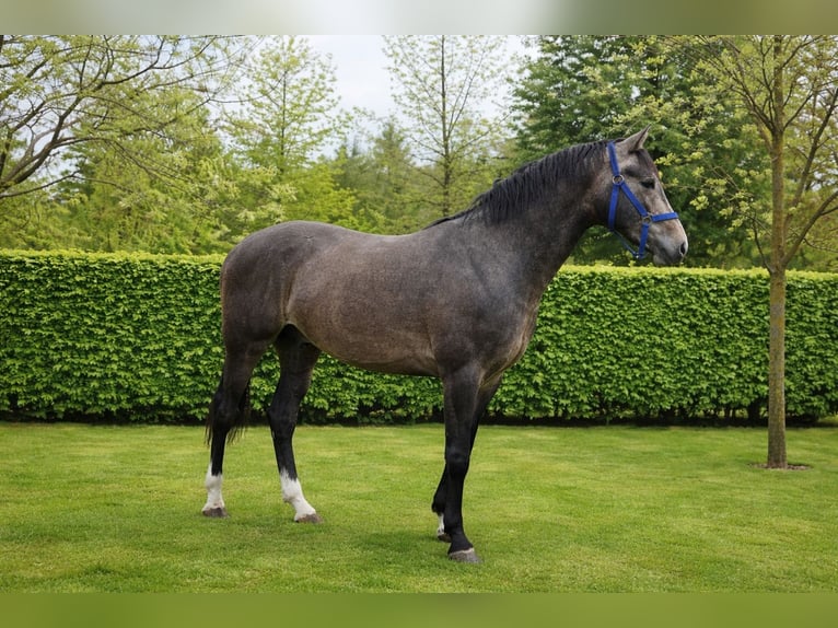 KWPN Semental 3 años 162 cm Musgo marrón in Königsbach-Stein