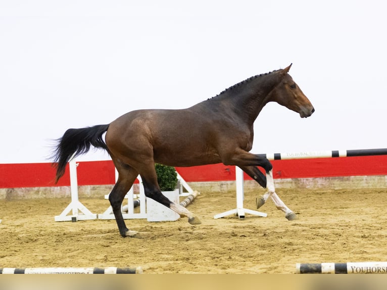 KWPN Semental 3 años 163 cm Castaño in Waddinxveen