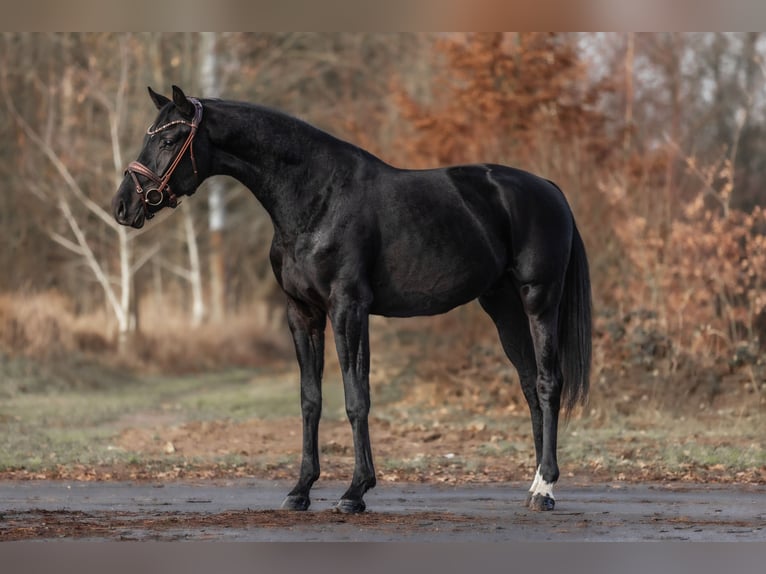 KWPN Semental 3 años 163 cm Negro in Windhagen