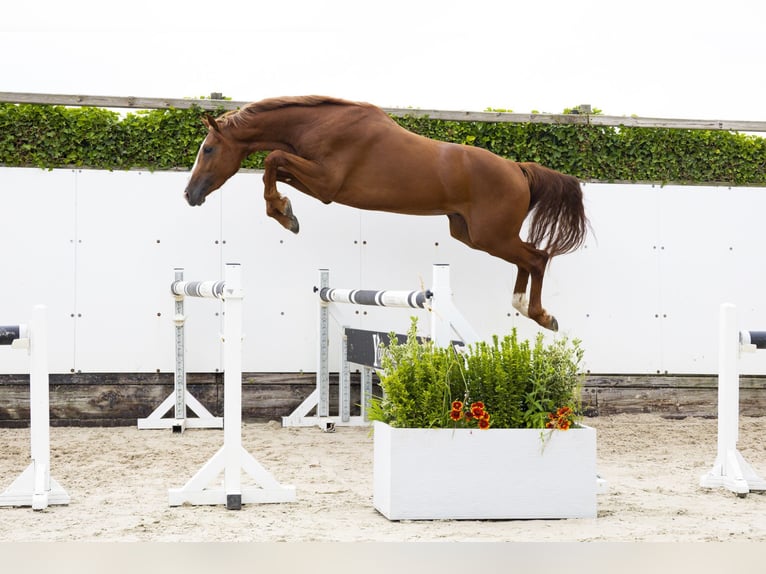 KWPN Semental 3 años 164 cm Alazán in Waddinxveen
