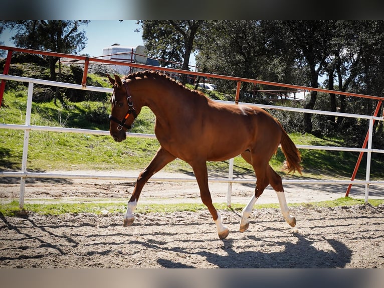KWPN Semental 3 años 164 cm Alazán-tostado in MADRID