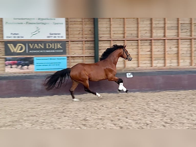 KWPN Semental 3 años 164 cm Castaño claro in Garderen