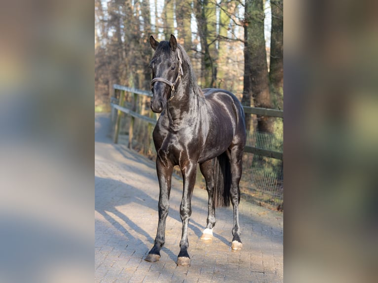 KWPN Semental 3 años 164 cm Negro in Oosterhout