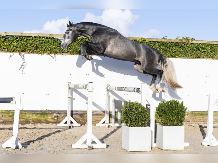 KWPN Semental 3 años 164 cm Tordo in Waddinxveen