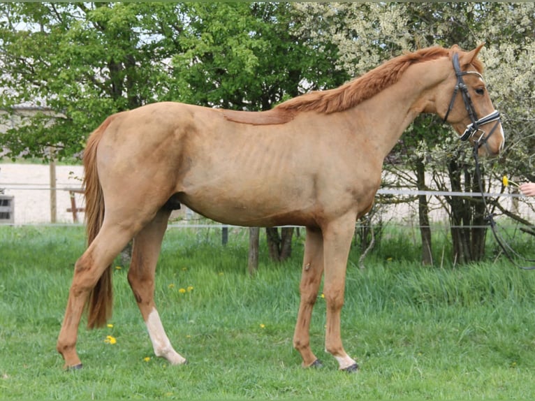 KWPN Semental 3 años 165 cm Alazán in Kirchwald
