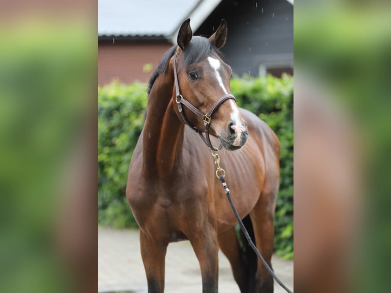 KWPN Semental 3 años 165 cm Castaño in Zieuwent