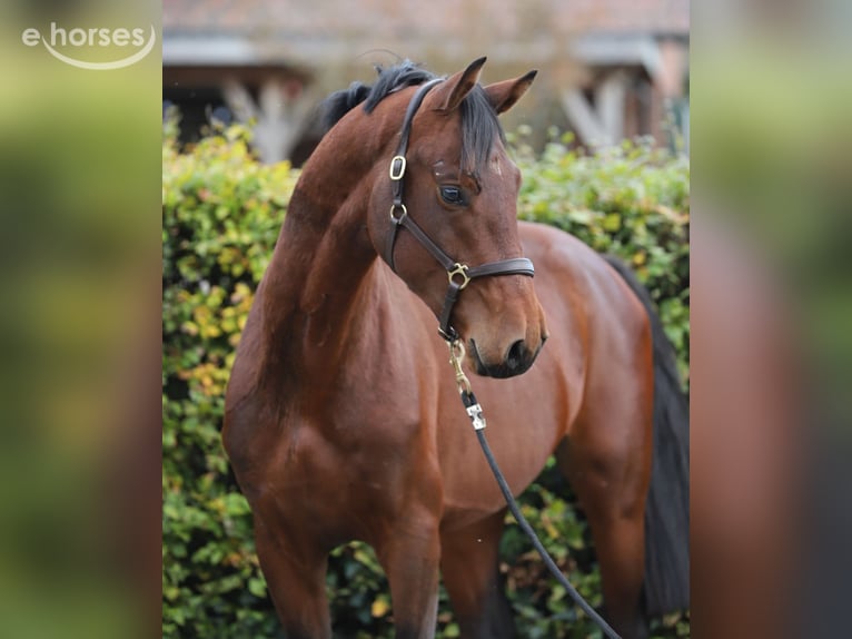KWPN Semental 3 años 165 cm Castaño in Zieuwent