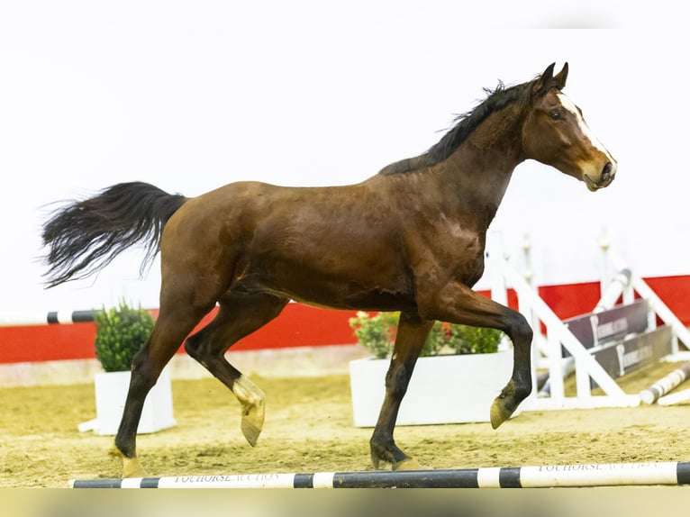 KWPN Semental 3 años 166 cm Castaño in Waddinxveen