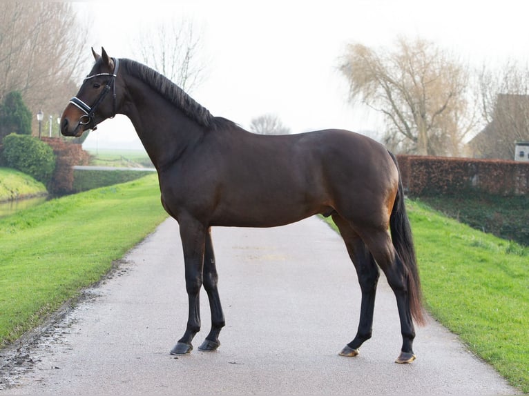 KWPN Semental 3 años 167 cm Castaño oscuro in Emlichheim