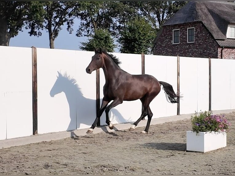 KWPN Semental 3 años 167 cm Castaño oscuro in Waddinxveen