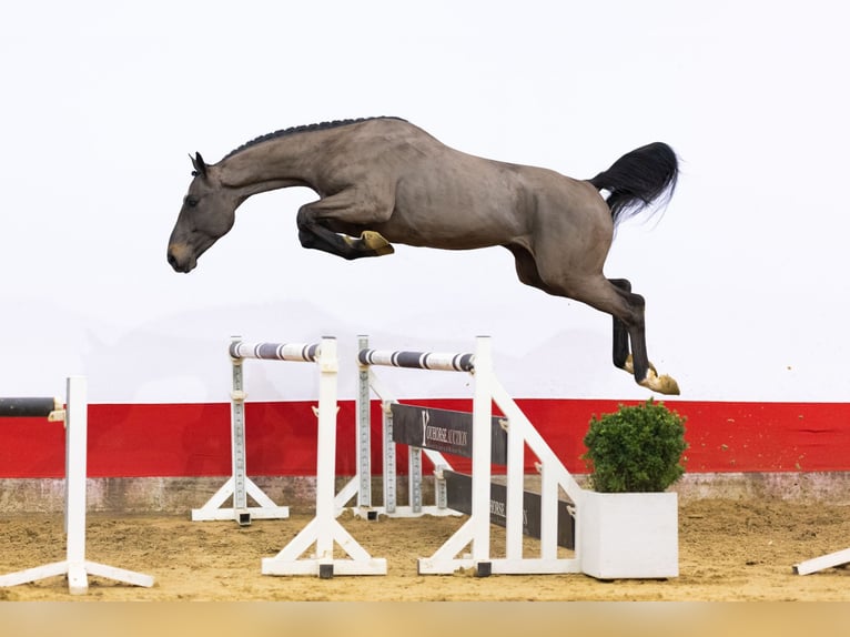 KWPN Semental 3 años 167 cm Morcillo in Waddinxveen