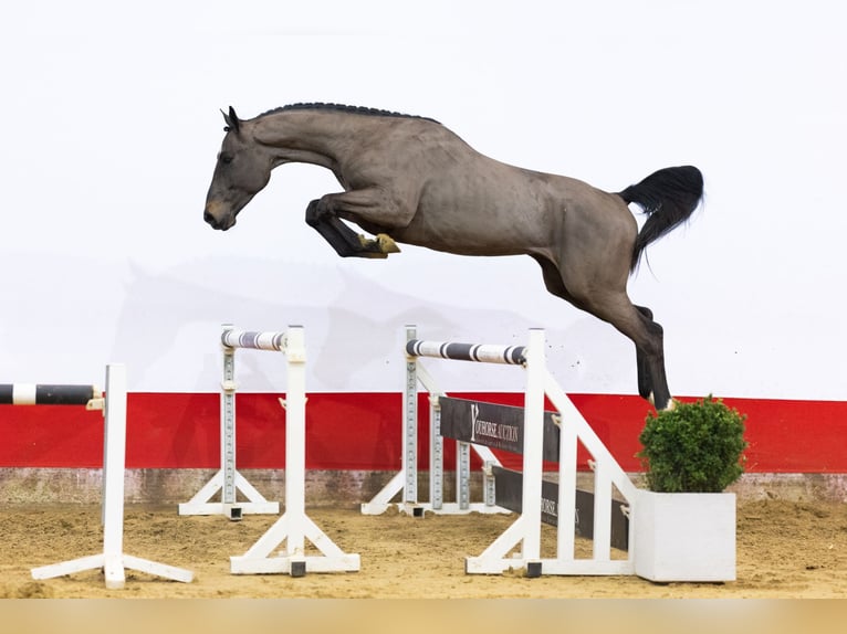 KWPN Semental 3 años 167 cm Morcillo in Waddinxveen