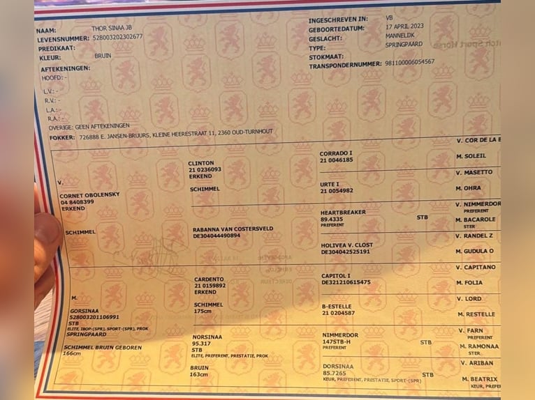 KWPN Semental 3 años 168 cm Castaño in Murska Soboda